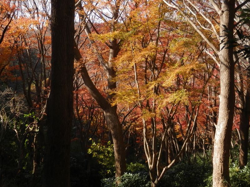 獅子舞の紅葉(1)