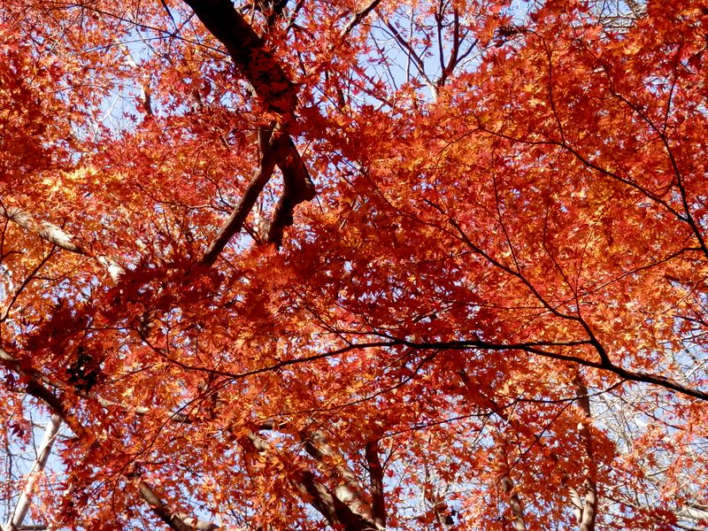 獅子舞の紅葉(3)