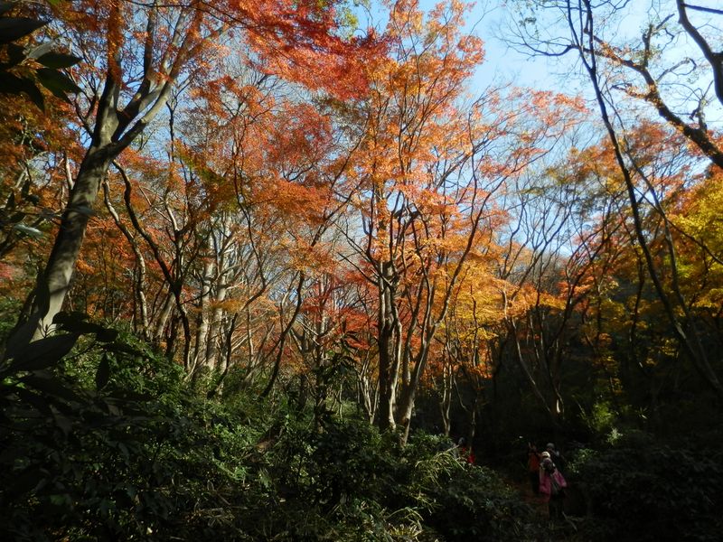 獅子舞の紅葉(4)