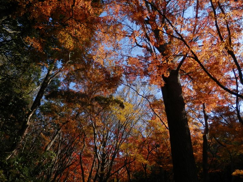 獅子舞の紅葉(6)