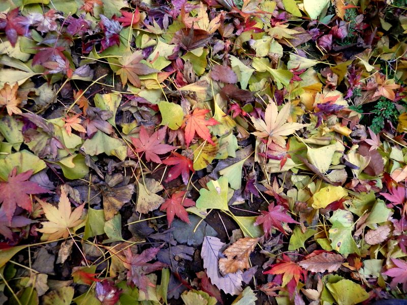 獅子舞の落ち葉