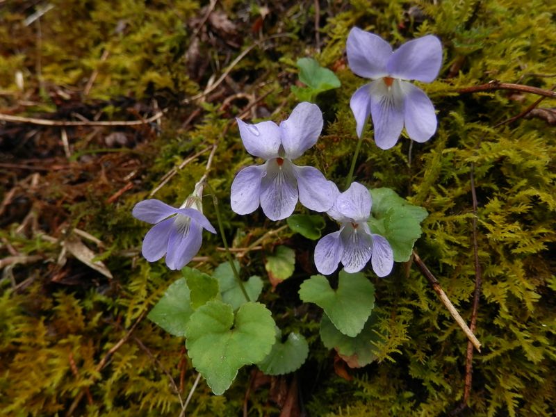 圧倒的に数の多かったタチツボスミレ