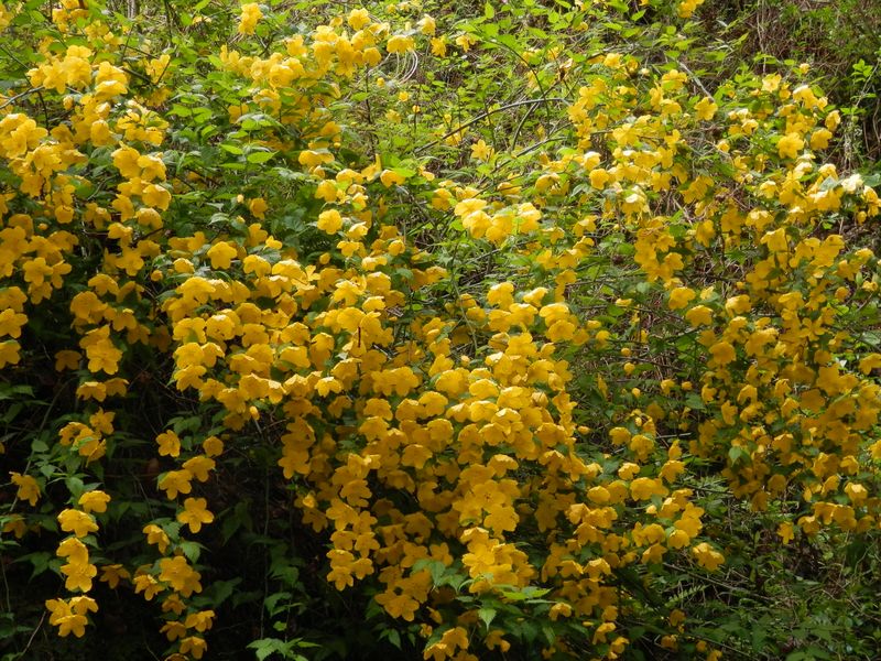 滝のように咲いた大輪のヤマブキ