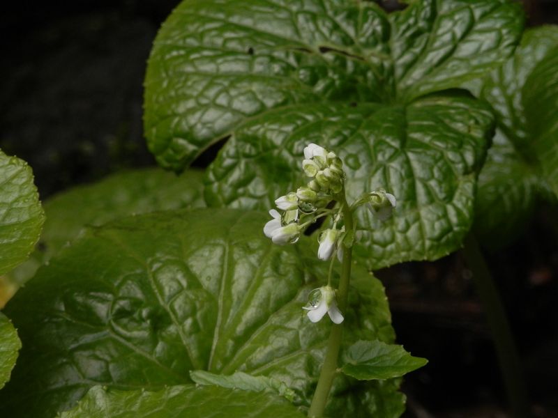 つつましく咲くワサビの花