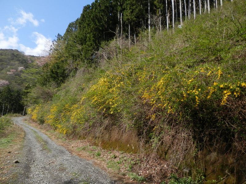 ヤマブキのオンパレード