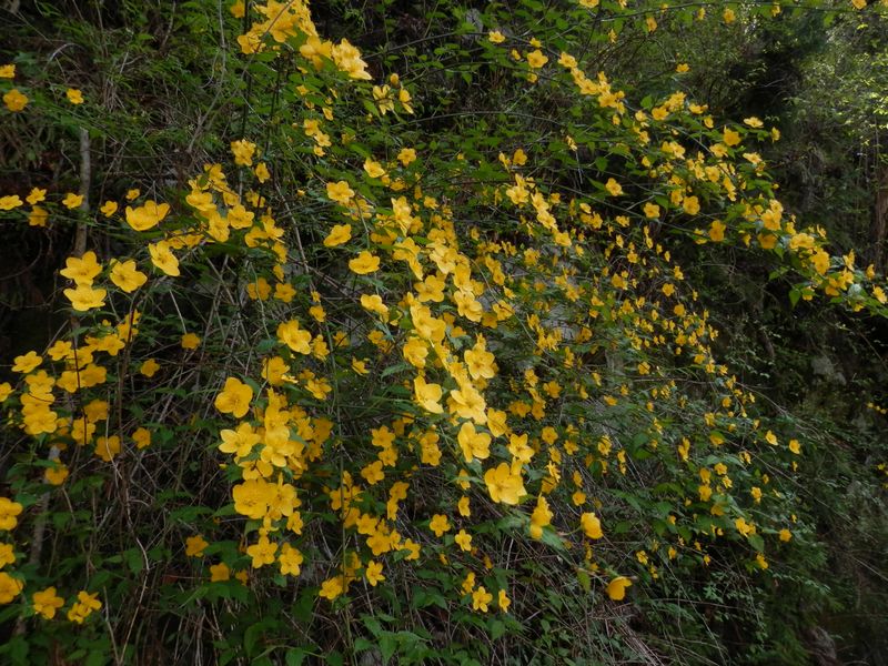 花が小ぶりのヤマブキも