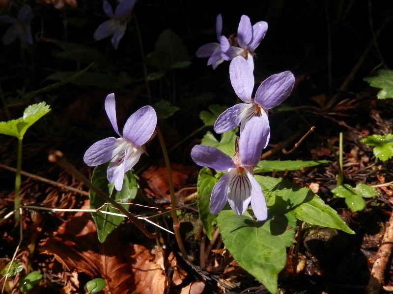 ナガバノスミレサイシン、かな？