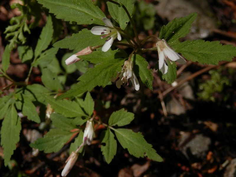 p4228643.jpg (large)