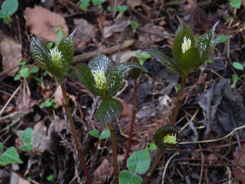 ヒトリシズカが静かに咲き始める
