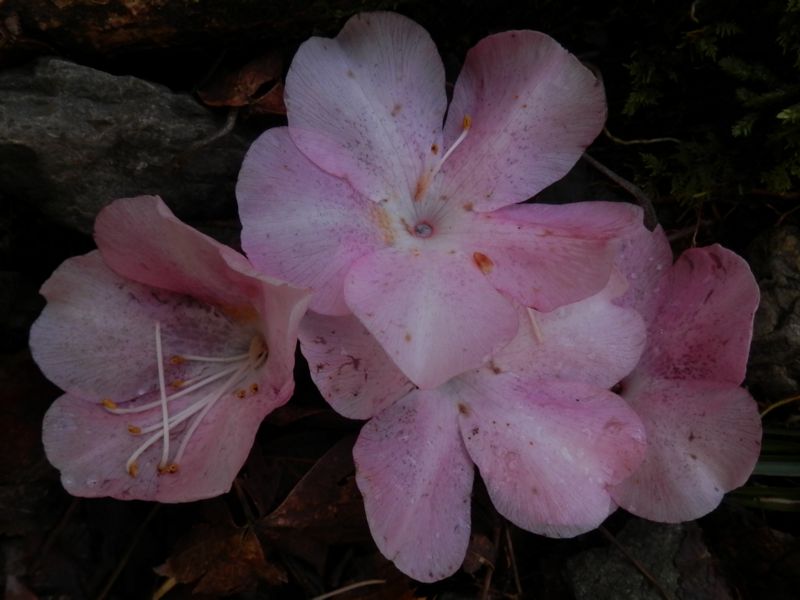 アカヤシオの落花