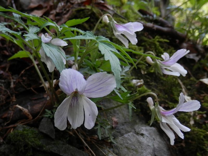 p4228660.jpg (large)