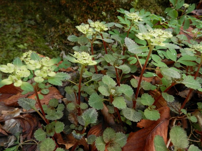 イワボタンかな？