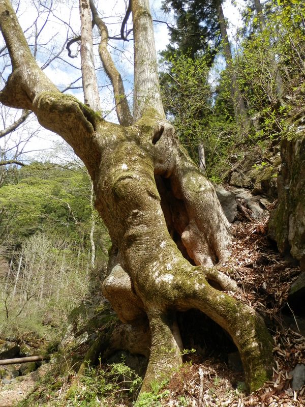 この木のニックネームを考え中