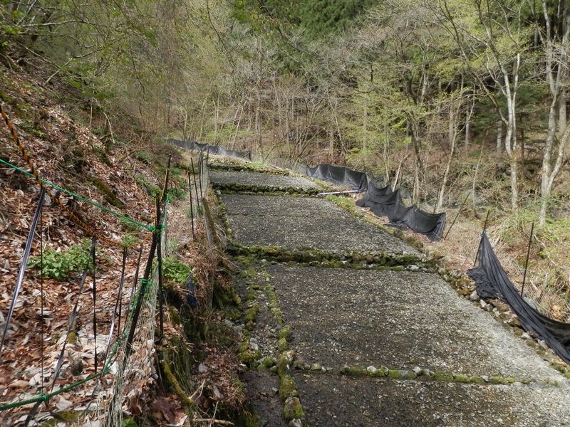 ワサビの休耕田？