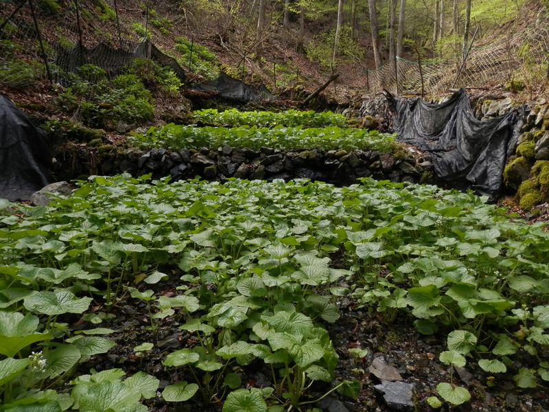 ワサビ棚に白い花が少し見える