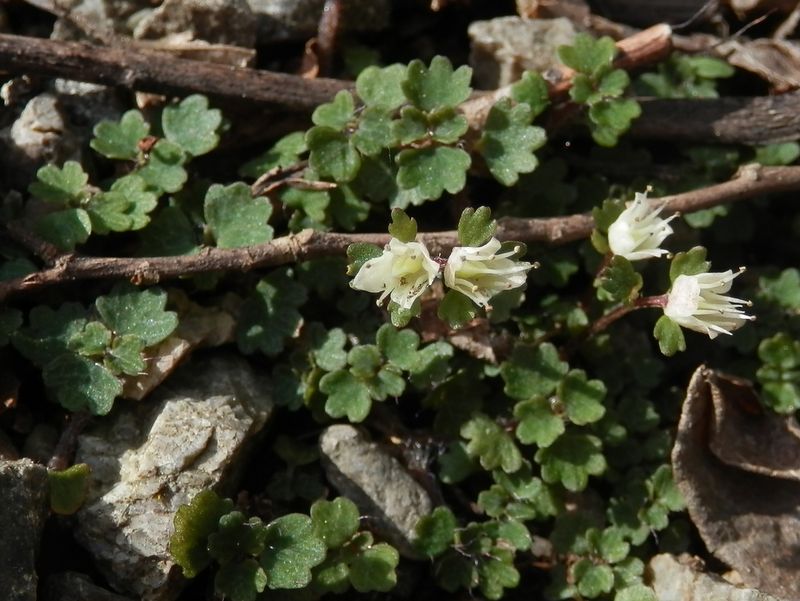 ハナネコノメ？