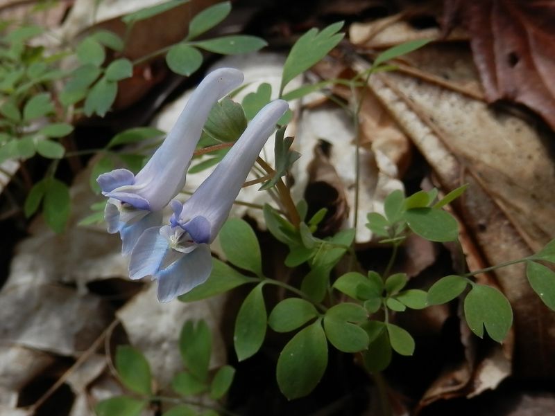 繊細な色使いのヒメエンゴサク