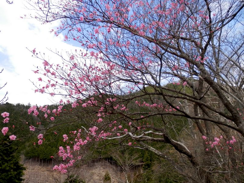 踊平のアカヤシオ