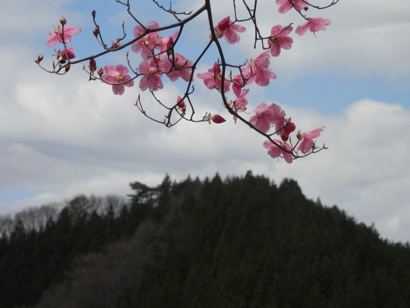 蕾ふっくら、アカヤシオ