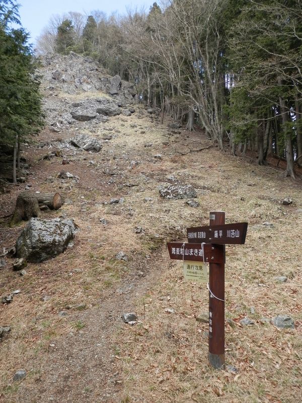 日向沢ノ峰を目指し、防火帯の中の登山道を登る