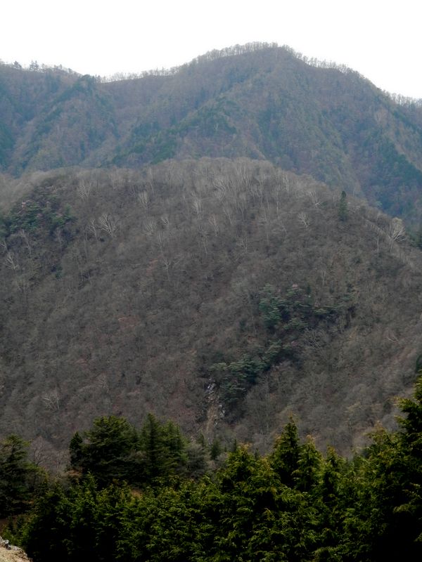 川苔山の真下に崩落箇所が見える