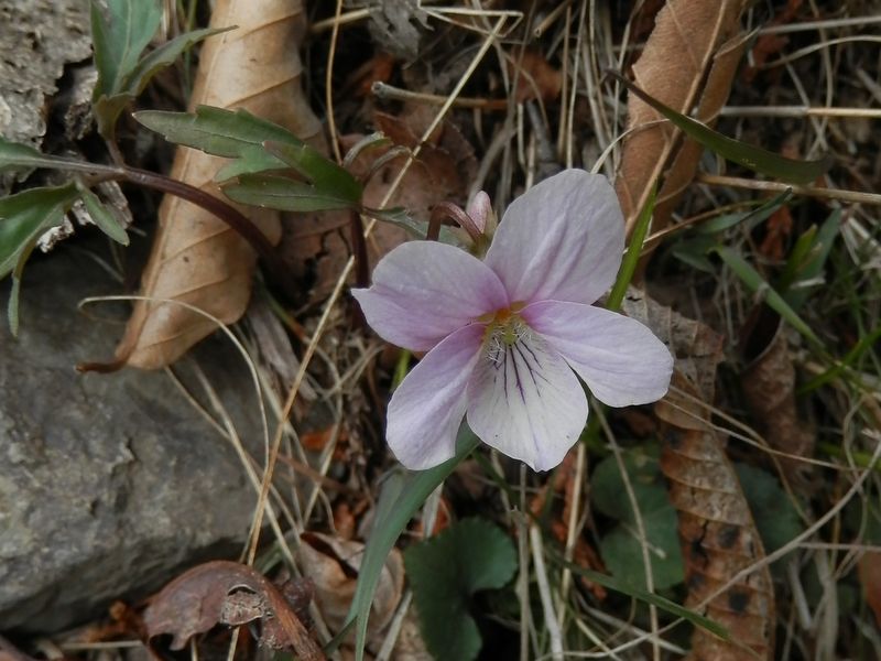 p4228763.jpg (large)