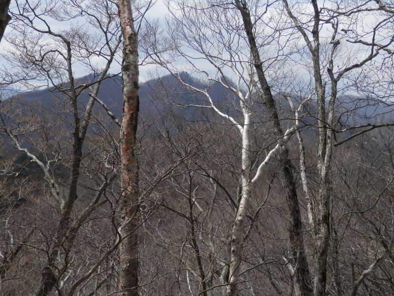 芽吹き前の木々の向こうに三ツドッケ