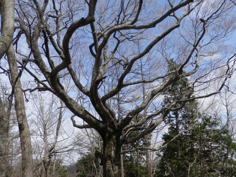 丸穴がいくつもあるブナの木