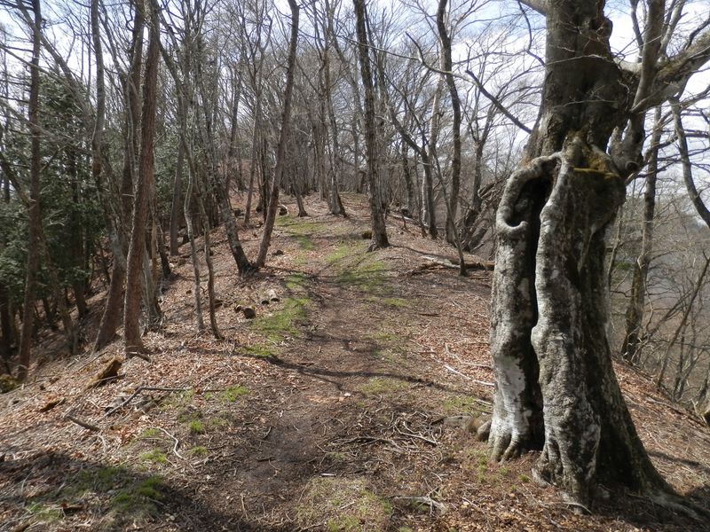 ブナの木って、なんだか動き出しそう