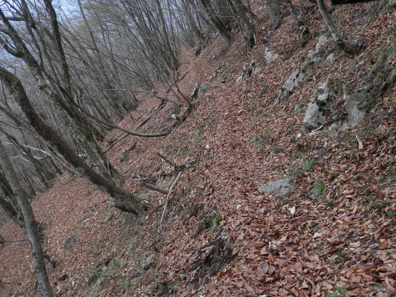 落ち葉の深い道が長く続く