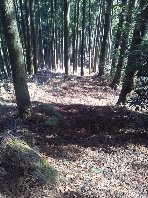 杉林の中の巡視路