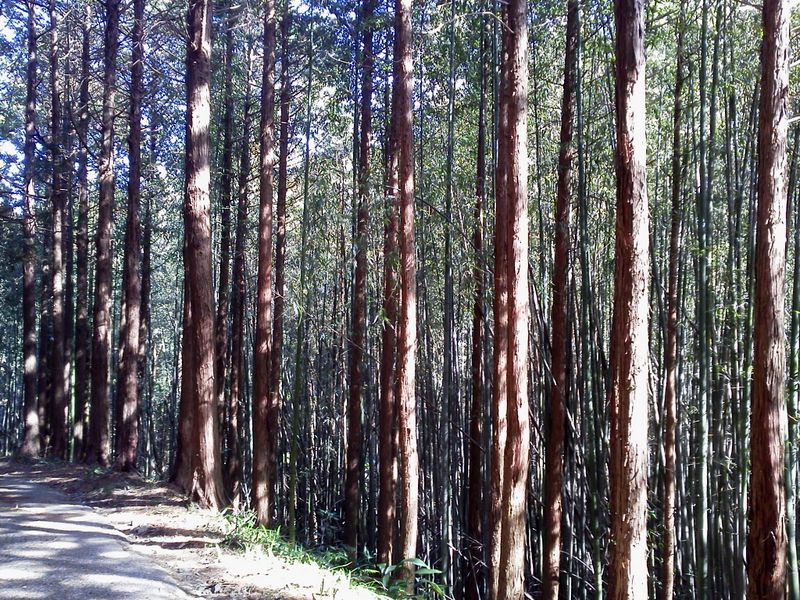 檜林に孟宗竹