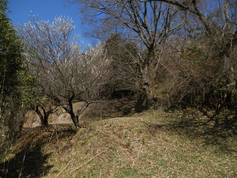 みかんを運ぶモノレール