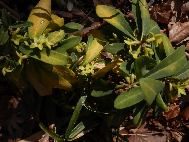 何の花だったかな？