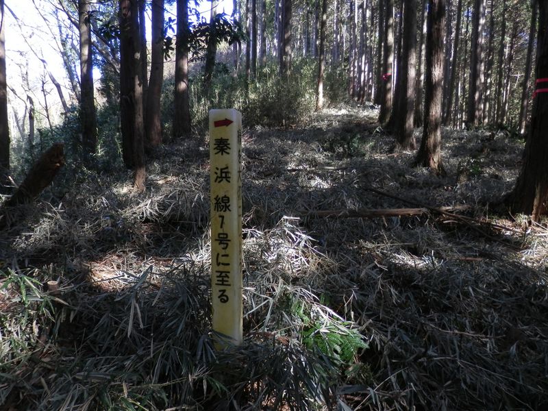 秦浜線7号へと巡視路をたどる