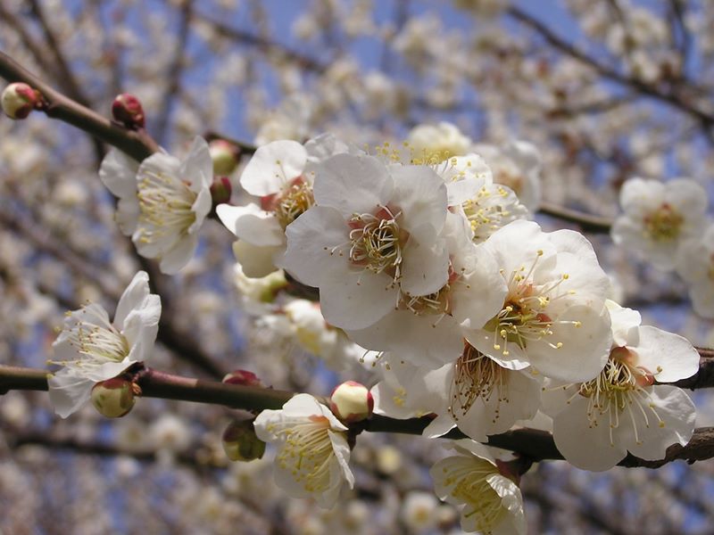 戻りながら梅の花を愛でる