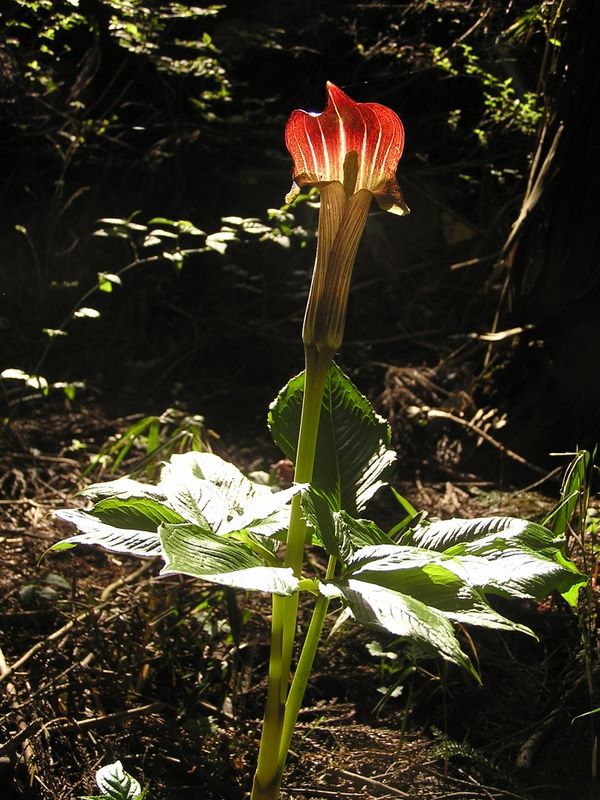 高川山･九鬼山 -- 陰気な花にも陽が当たれば