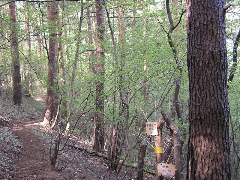 高川山･九鬼山 -- 左の沢コースから登って来て、ここで女坂に合流