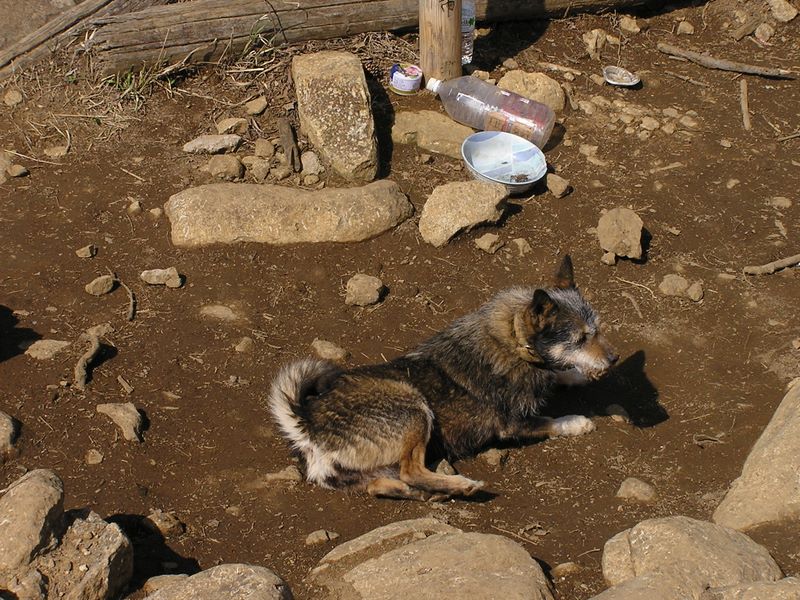 高川山･九鬼山 -- 高川山頂のビッキー