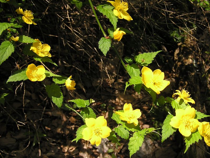高川山･九鬼山 -- ヤマブキ