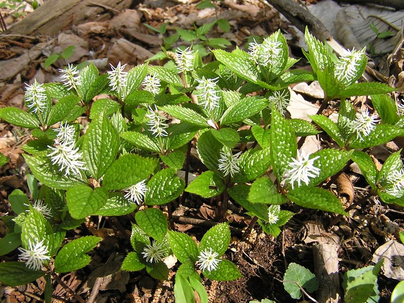 高川山･九鬼山 -- ヒトリシズカ