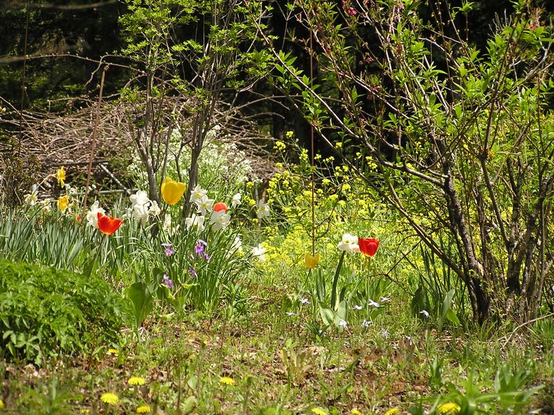 高川山･九鬼山 -- 春の花が同時に咲いて