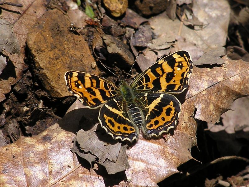 高川山･九鬼山 -- サカハチチョウ