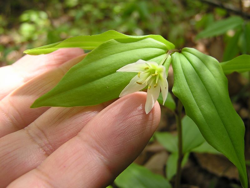 高川山･九鬼山 -- チゴユリ