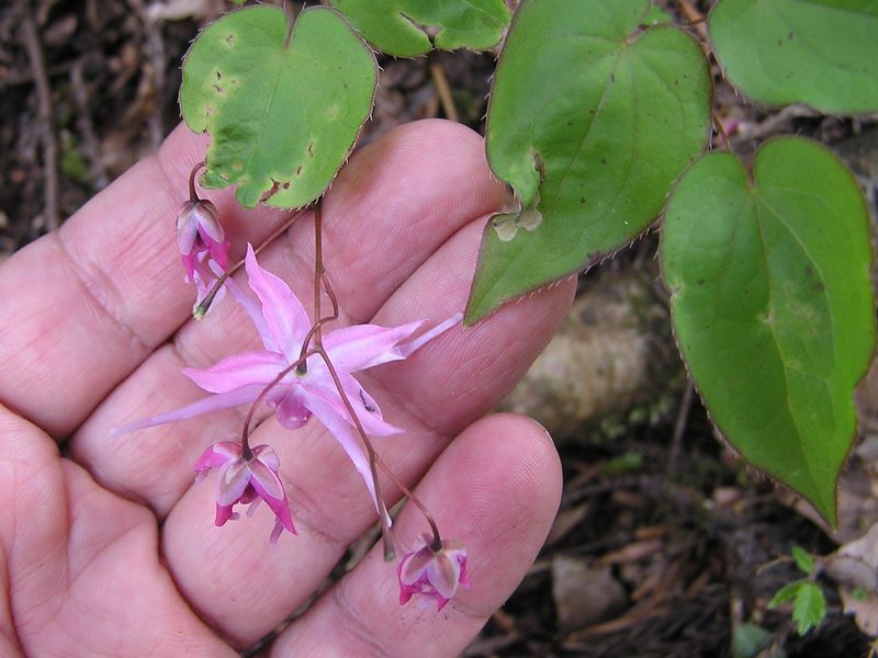 九鬼山 -- イカリソウ