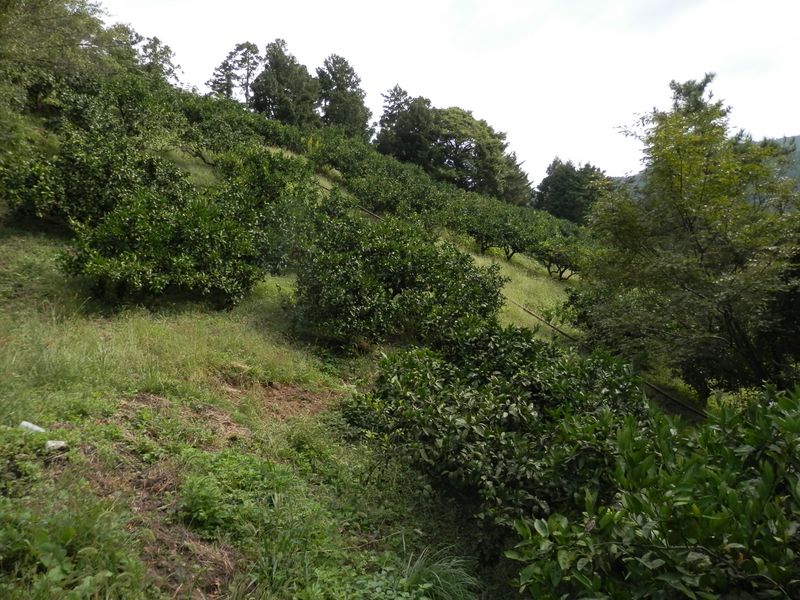 ミカン畑のミカンはまだ緑色