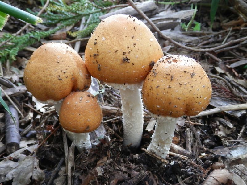 可愛らしいキノコですが