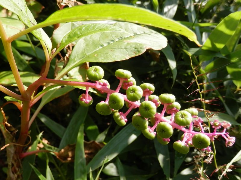 ヨウシュヤマゴボウ