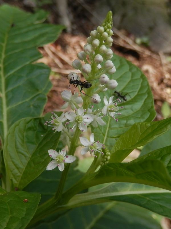 かわいくてきれいな、ヤマゴボウの花