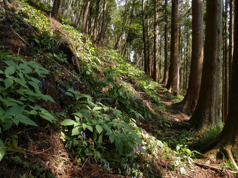 杉の小枝が敷き詰められた道